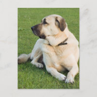 Chien berger anatolien