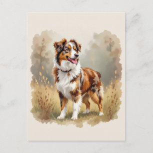 Carte Postale Chien berger australien Rouge Merle Aussie