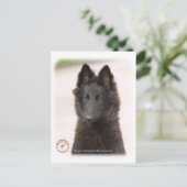 Carte Postale Chien berger belge 9R096D-022 (Debout devant)