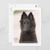 Carte Postale Chien berger belge 9R096D-022 (Devant / Derrière)