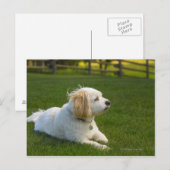 Carte Postale Chien blanc (Devant / Derrière)