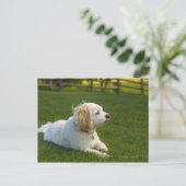 Carte Postale Chien blanc (Debout devant)