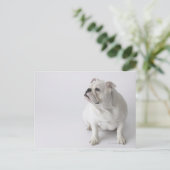 Carte Postale Chien blanc (Debout devant)