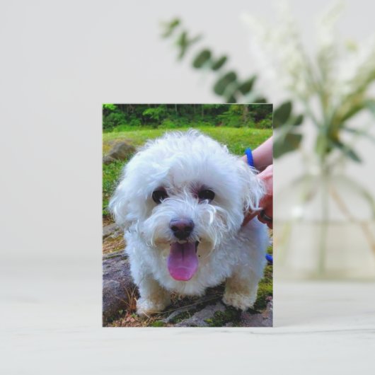 Carte Postale Chien blanc (Debout devant)