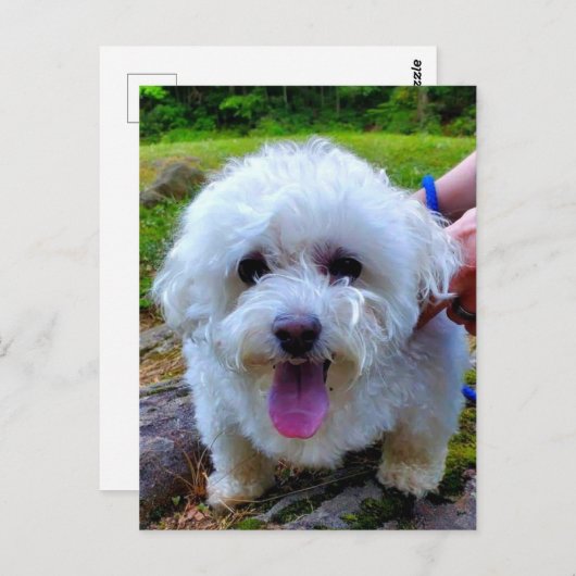 Carte Postale Chien blanc (Devant / Derrière)