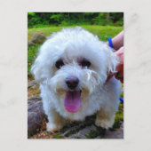 Carte Postale Chien blanc (Devant)