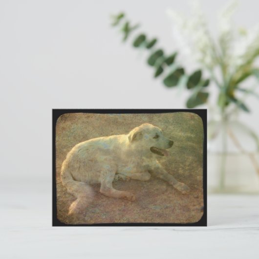 Carte Postale Chien blanc (Debout devant)