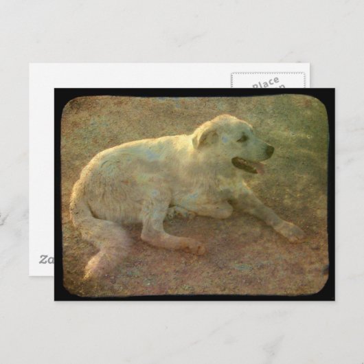 Carte Postale Chien blanc (Devant / Derrière)