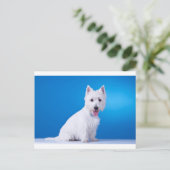Carte Postale Chien blanc chiot de West Highland (Debout devant)