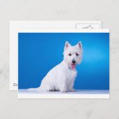 Carte Postale Chien blanc chiot de West Highland (Devant / Derrière)