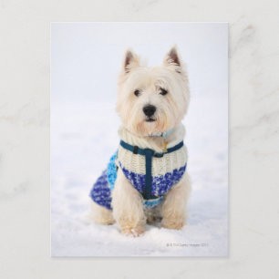 Carte Postale Chien blanc vêtu dans la neige.