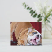Carte Postale Chien Bouledogue Anglais (Debout devant)
