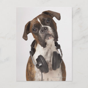 Carte Postale chien boxer avec casque