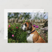 Carte Postale Chien Boxer dans les Fleurs (Devant / Derrière)