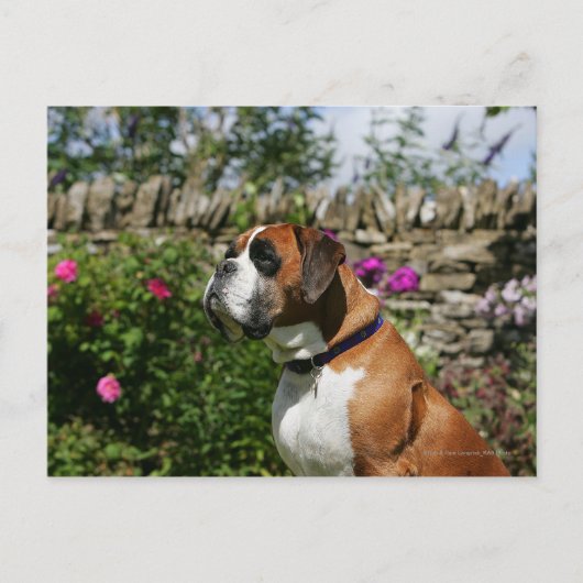 Carte Postale Chien Boxer dans les Fleurs (Devant)