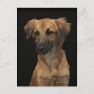 Carte Postale Chien Brown avec nez noir sur noir