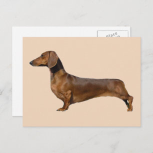 Carte Postale Chien Brown mignon Dachshund