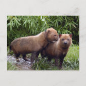 Carte Postale chien-buisson-b-1 (Devant)