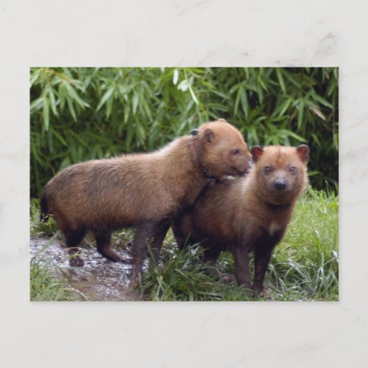 Carte Postale chien-buisson-b-1 (Devant)