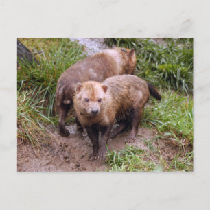 Carte Postale chien-buisson-b-2