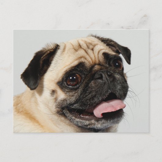 Carte Postale chien carlin (Devant)