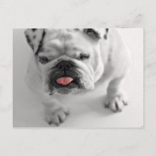 Carte Postale Chien carlin Chien Chiot Cute Animaux