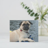 Carte Postale Chien carlin sur l'eau (Debout devant)