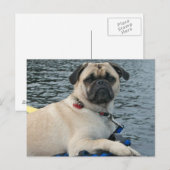 Carte Postale Chien carlin sur l'eau (Devant / Derrière)