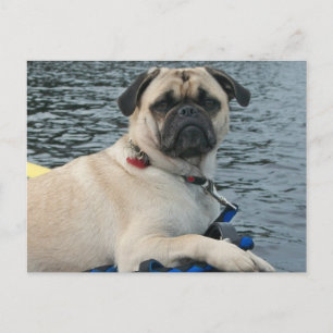 Carte Postale Chien carlin sur l'eau