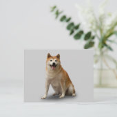 CARTE POSTALE CHIEN CHALEUREUX (Debout devant)