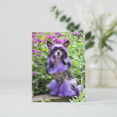 Carte Postale Chien chassé chinois violet en fleurs roses (Debout devant)