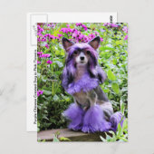 Carte Postale Chien chassé chinois violet en fleurs roses (Devant / Derrière)