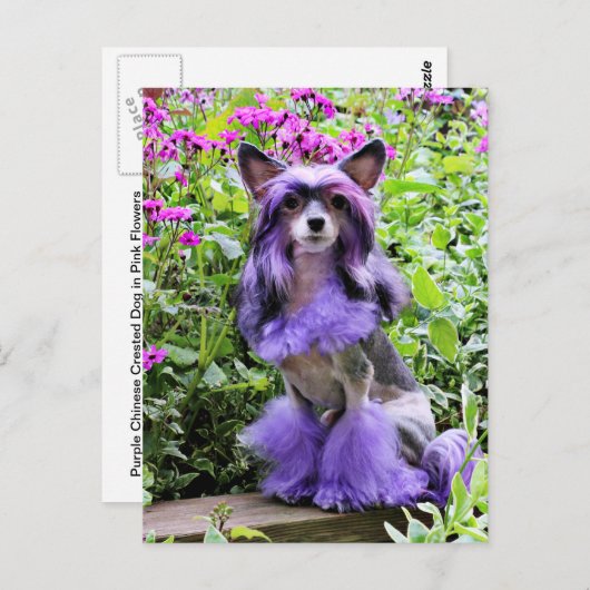 Carte Postale Chien chassé chinois violet en fleurs roses (Devant / Derrière)