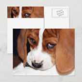 Carte Postale Chien chatte mignon (Devant / Derrière)