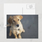 Carte Postale Chien cherchant (Devant / Derrière)