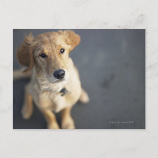 Carte Postale Chien cherchant (Devant)