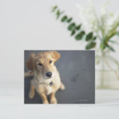 Carte Postale Chien cherchant (Debout devant)