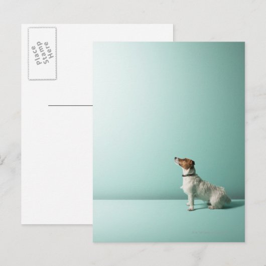 Carte Postale chien cherchant dans l'espace (Devant / Derrière)