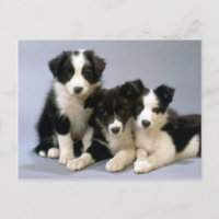 Chien Chéri, Photos de Chiot Cartes, Cadeaux - Per