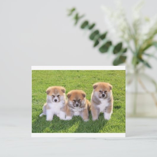 Carte Postale Chien Chien Akita Inu Chien Chien Chien Chien Chie (Debout devant)