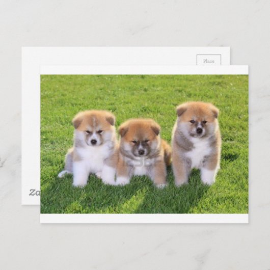 Carte Postale Chien Chien Akita Inu Chien Chien Chien Chien Chie (Devant / Derrière)