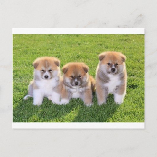 Carte Postale Chien Chien Akita Inu Chien Chien Chien Chien Chie (Devant)