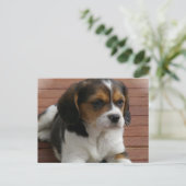 Carte postale Chien Chien beagle (Debout devant)