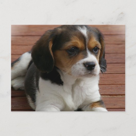Carte postale Chien Chien beagle (Devant)