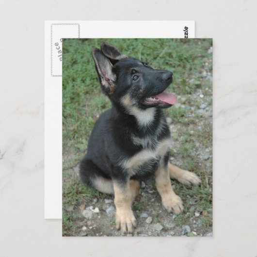 Carte Postale Chien Chien Chien Chien Allemand Chien Chien Chien (Devant / Derrière)