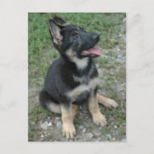 Carte Postale Chien Chien Chien Chien Allemand Chien Chien Chien (Devant)