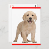 Carte postale Chien-Chien-Chien-Chien-Chien-Chien- (Devant / Derrière)