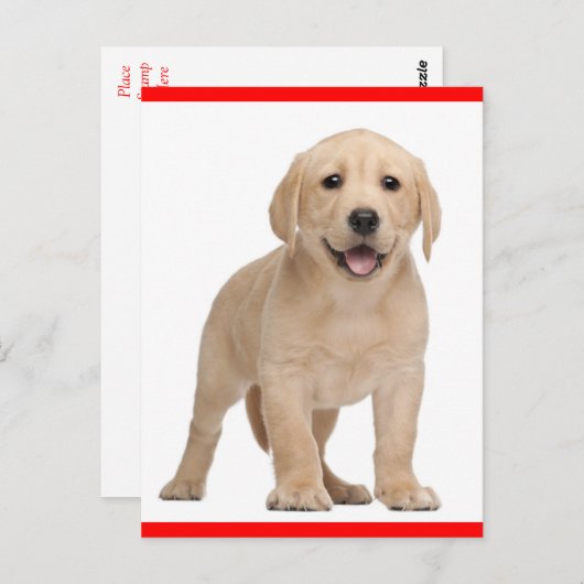 Carte postale Chien-Chien-Chien-Chien-Chien-Chien- (Devant / Derrière)