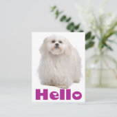 Carte postale Chien Chien Chien Chien Chien Chien  (Debout devant)