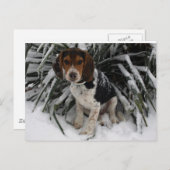 Carte Postale Chien Chien Chien Chien Chien Chien Chien Beagle C (Devant / Derrière)